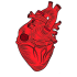 poster-vector-pulsante-o-icona-di-un-cuore-umano.jpg
